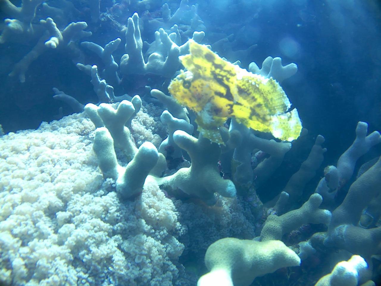 Wakatobi Patuno Diving And Beach Resort By Sahid Wanci Exteriér fotografie