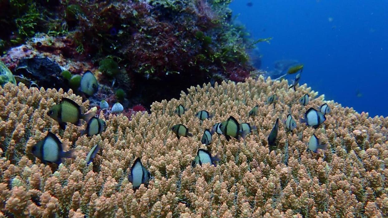 Wakatobi Patuno Diving And Beach Resort By Sahid Wanci Exteriér fotografie