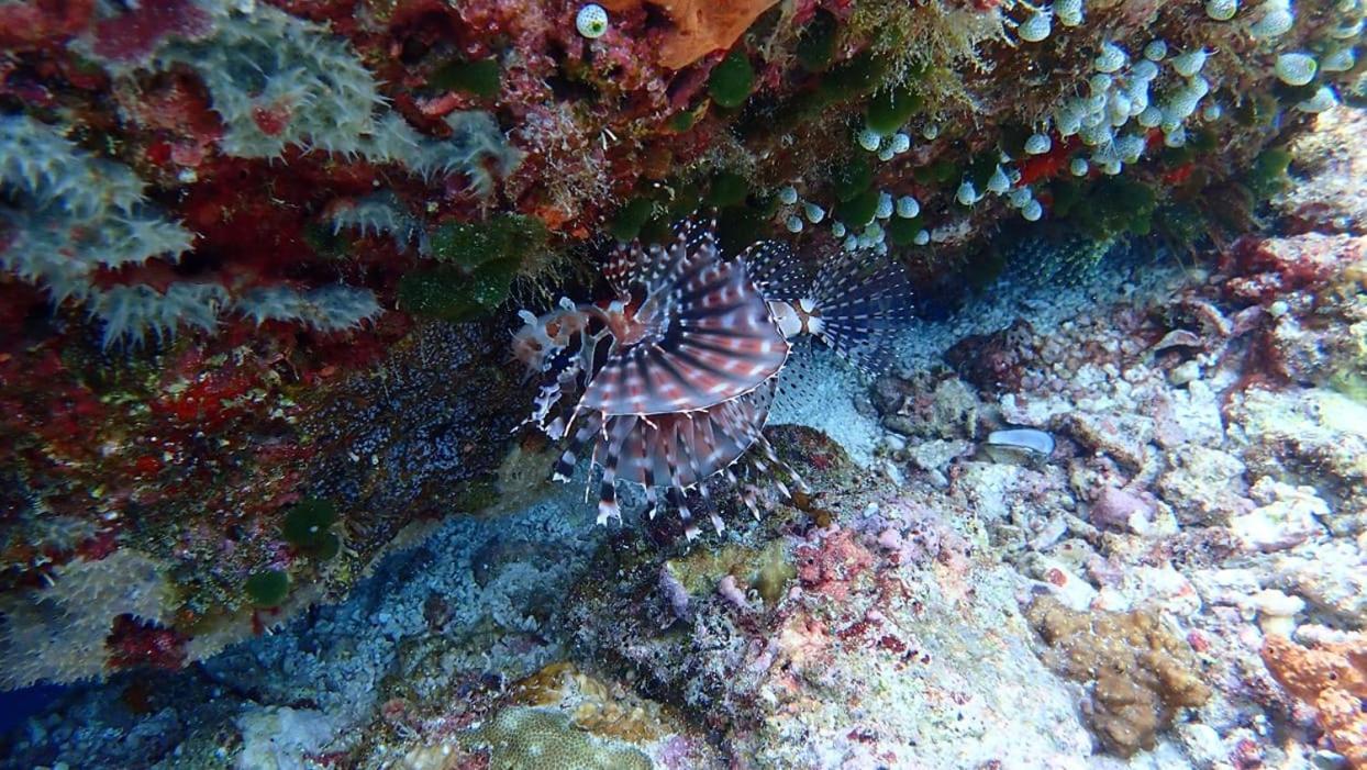 Wakatobi Patuno Diving And Beach Resort By Sahid Wanci Exteriér fotografie