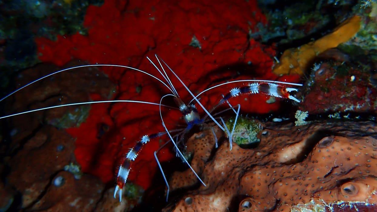 Wakatobi Patuno Diving And Beach Resort By Sahid Wanci Exteriér fotografie