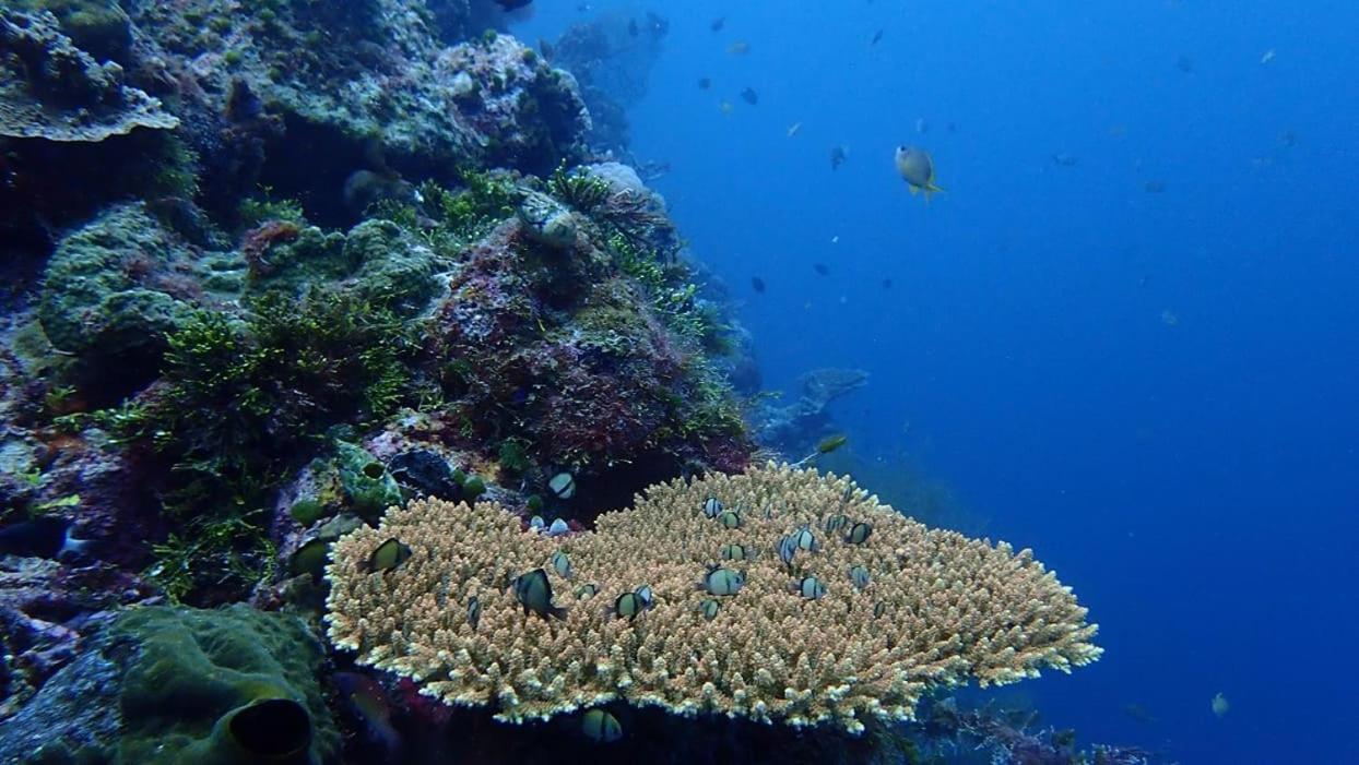 Wakatobi Patuno Diving And Beach Resort By Sahid Wanci Exteriér fotografie