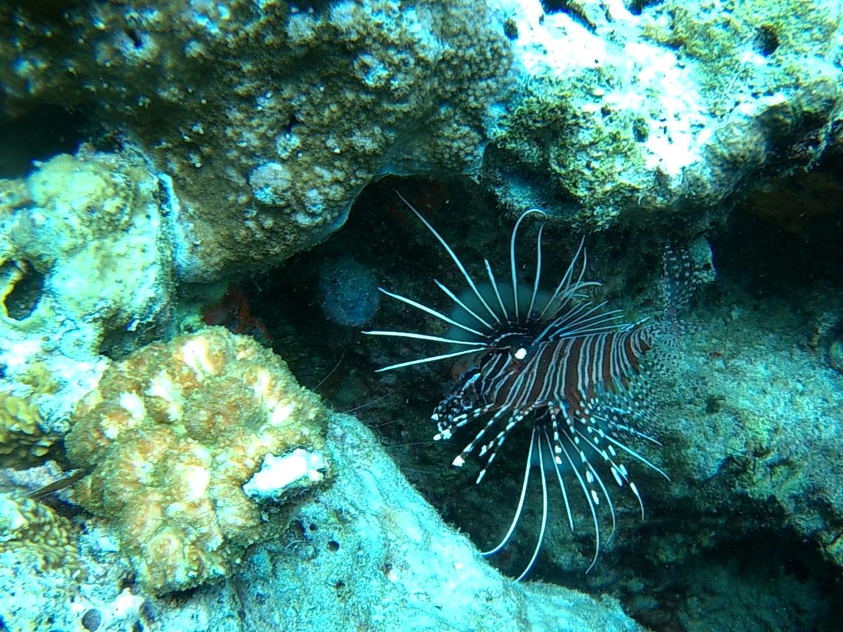 Wakatobi Patuno Diving And Beach Resort By Sahid Wanci Exteriér fotografie