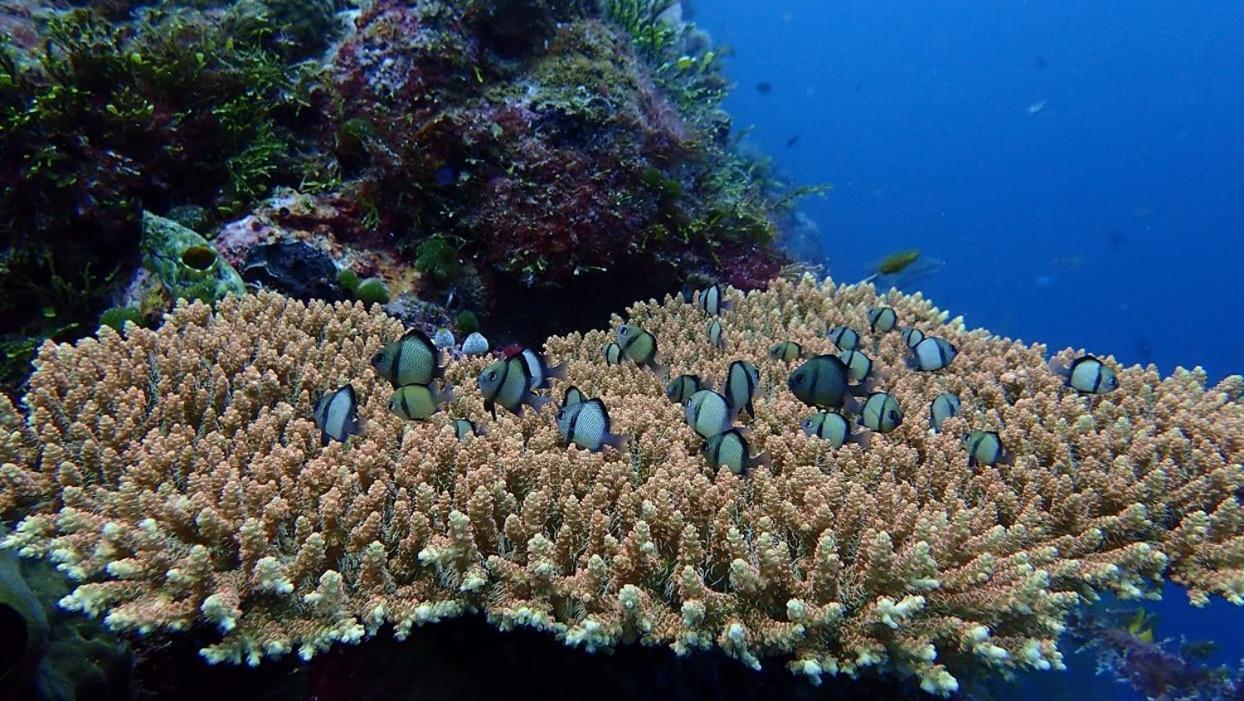 Wakatobi Patuno Diving And Beach Resort By Sahid Wanci Exteriér fotografie